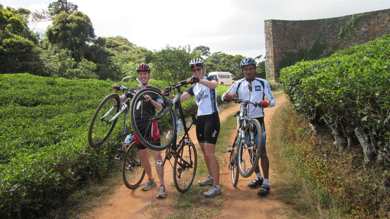 Cycling to Ella Tea Fields