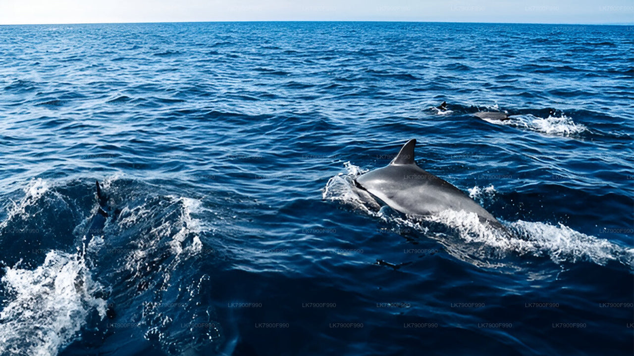 Ceycat Overnight Cruise In Koddiyar Bay