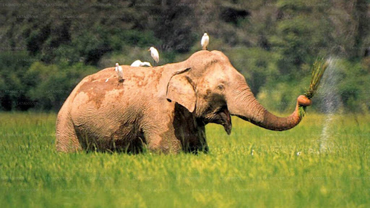 Lahugala Kitulana National Park Entrance Ticket