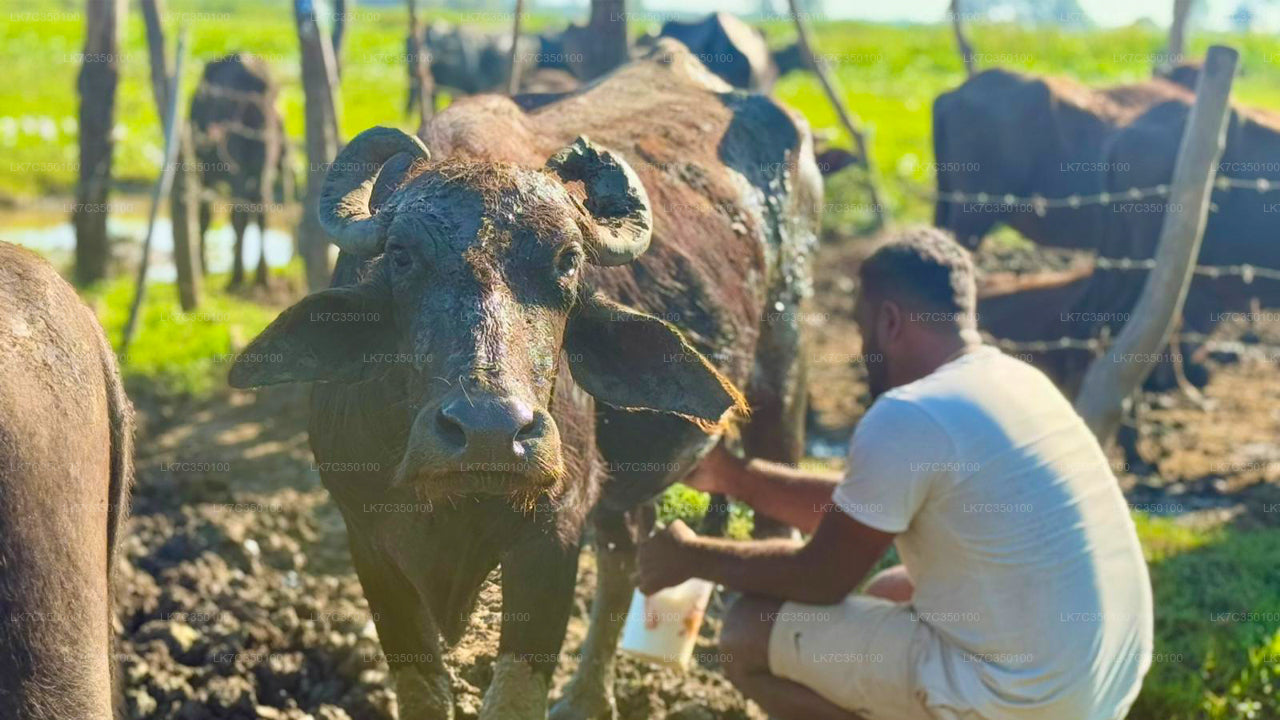 Curd Processing Experience from Tissamaharama