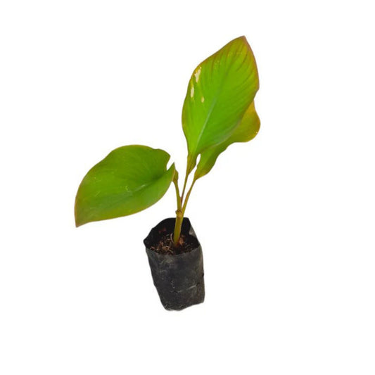 Lakpura® Ambun Banana Plant