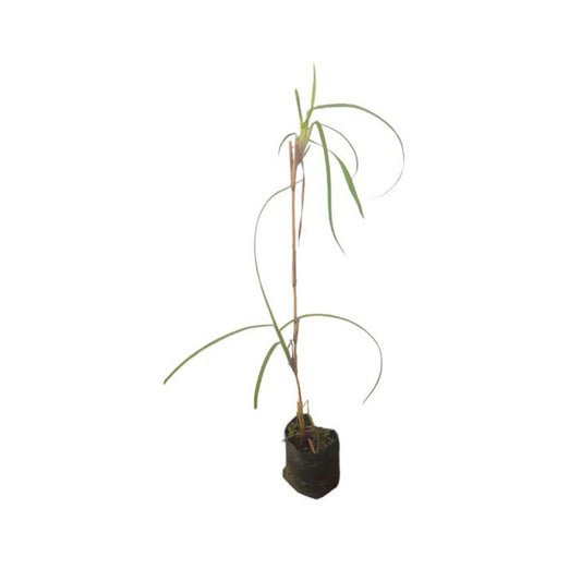 Lakpura® Impianto di Itana