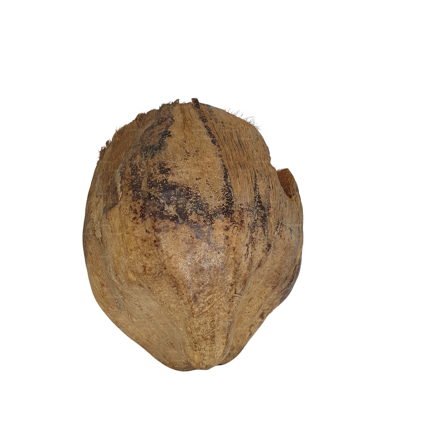 Bivenro Natural 3/4 Cocoa Hideout con design Husk (formato unico)