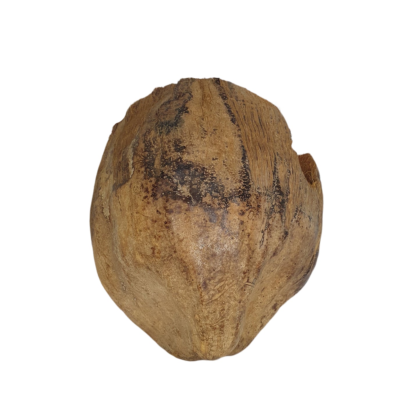 Bivenro Natural 3/4 Cocoa Hideout con design Husk (formato unico)