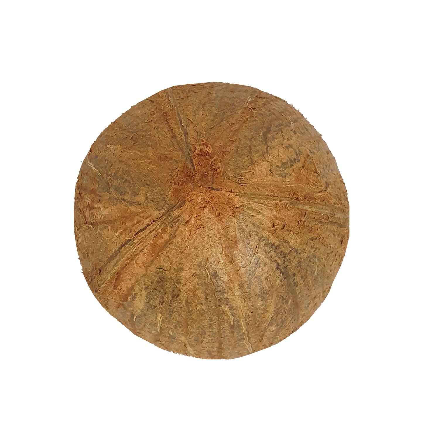 Metà di guscio di cocco Lakpura®