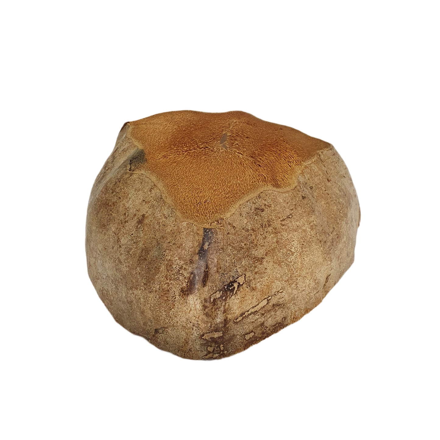 Vaso per piante di cocco naturale, design Bivenro (formato unico)