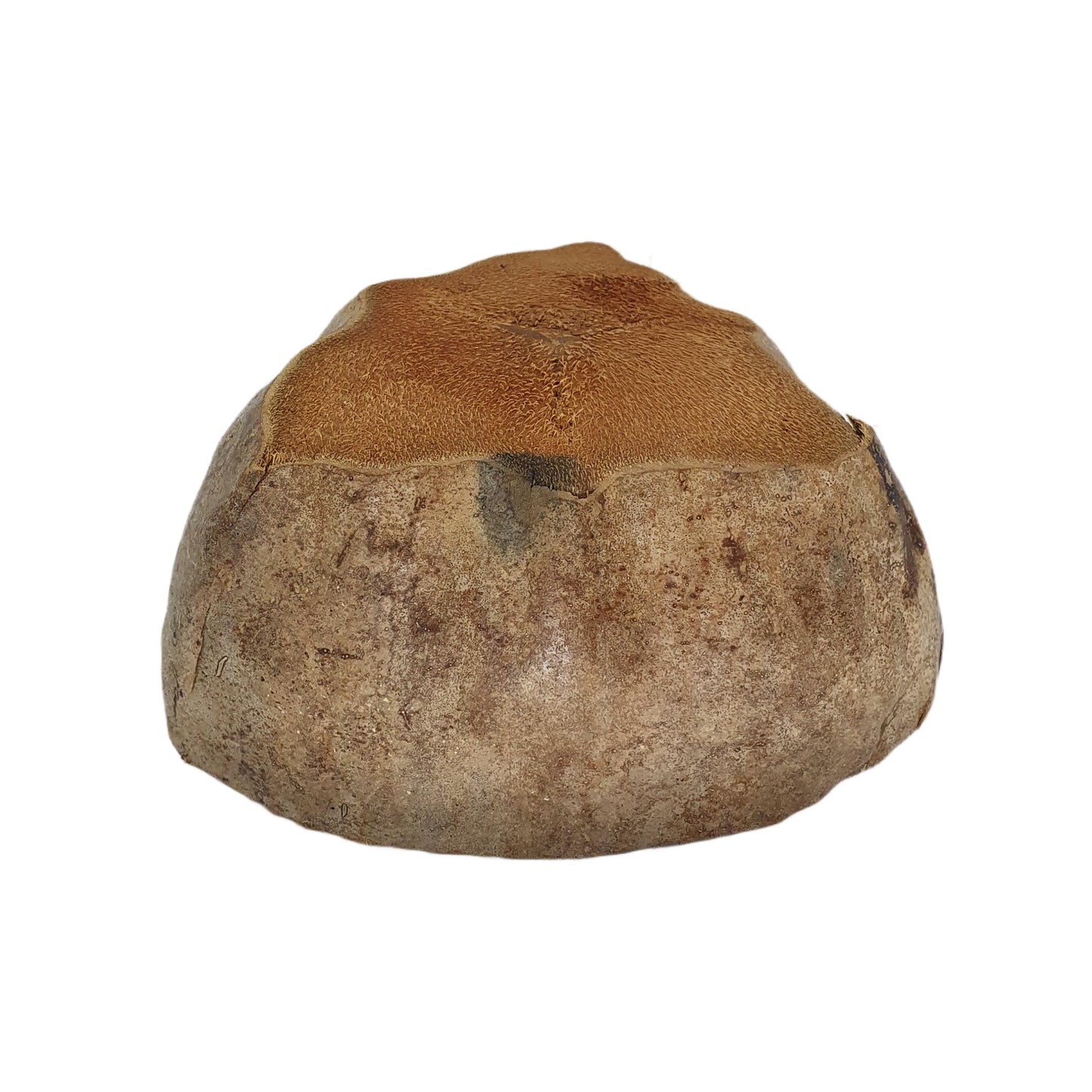 Vaso per piante di cocco naturale, design Bivenro (formato unico)