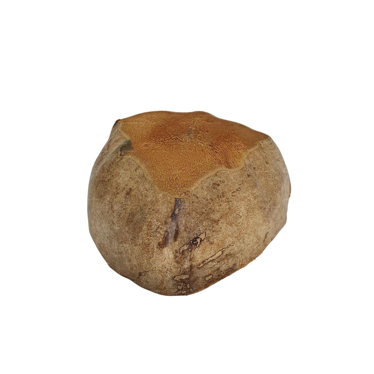 Vaso per piante di cocco naturale, design Bivenro (formato unico)