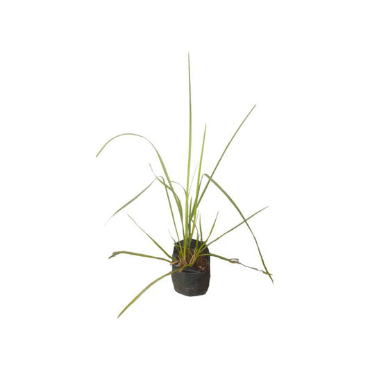 Lakpura® Vetiver Grass (Savandara) Plant