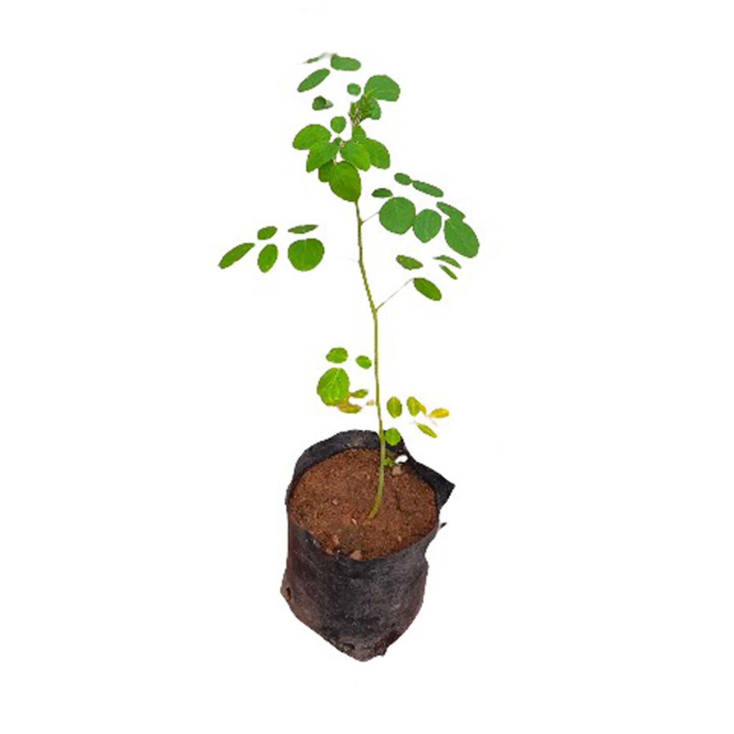 Lakpura Moringa Plant