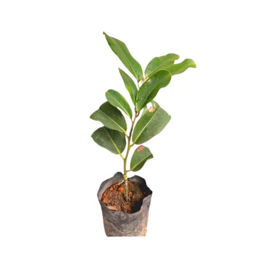 Lakpura® Velvet Apple Plant
