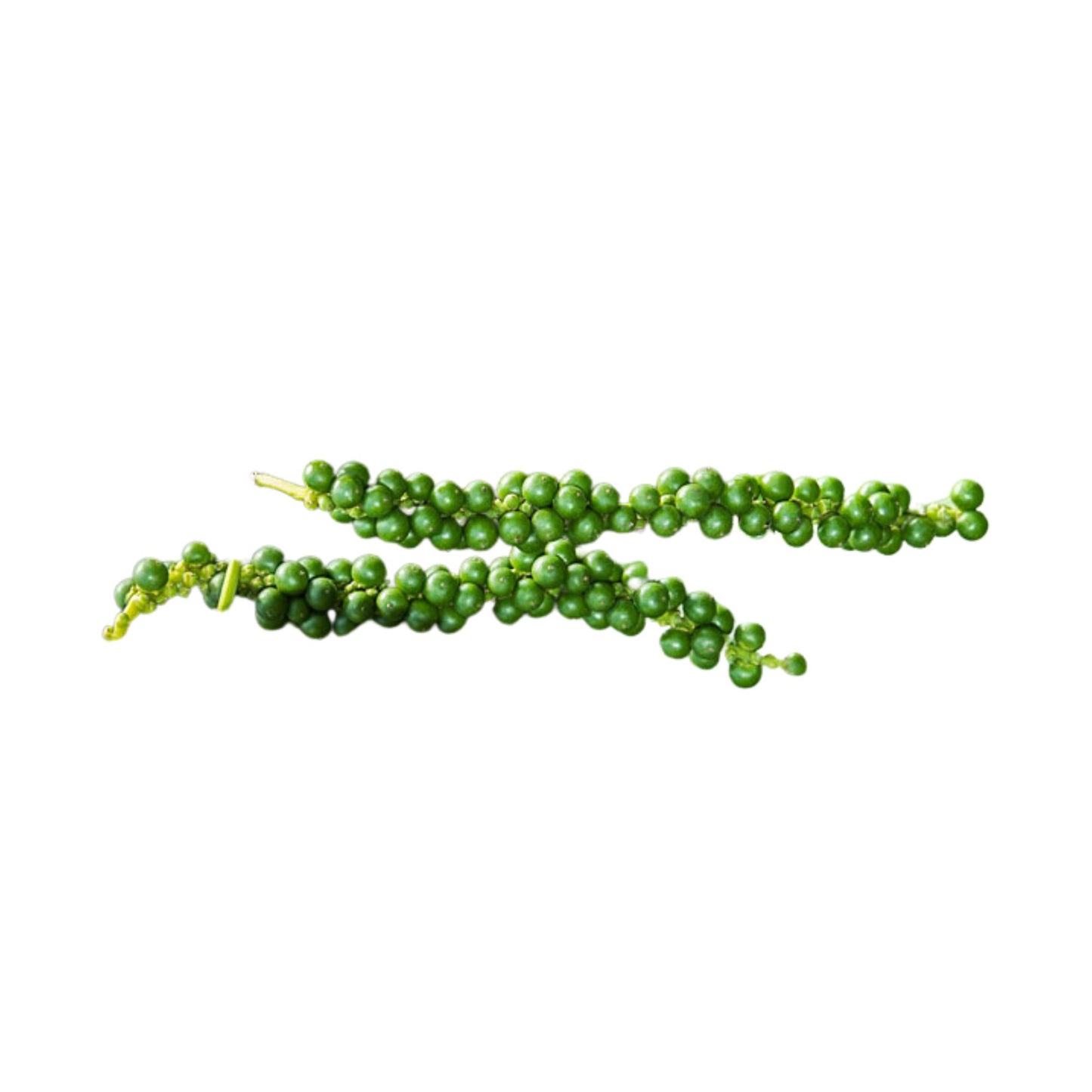 Lakpura® Vine Pepper (Wel Gammiris) Plants