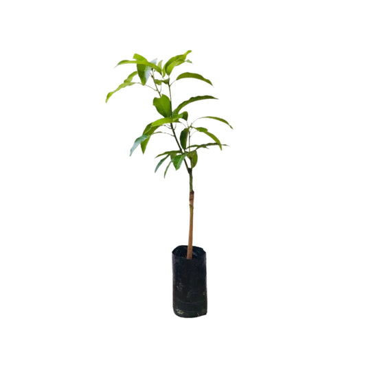 Lakpura® TJC Mango Grafted Plant