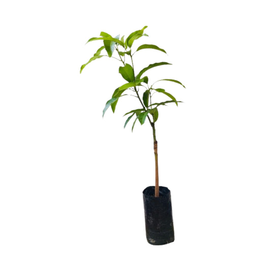 Lakpura® Gira Mango Fruit Plant