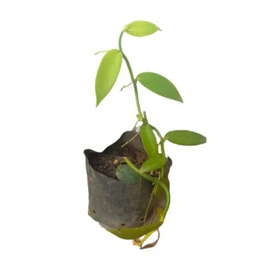Lakpura Vanila Plant