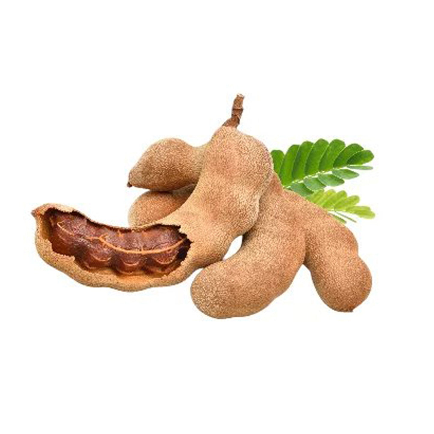 Lakpura Tamarind Grafted Plant