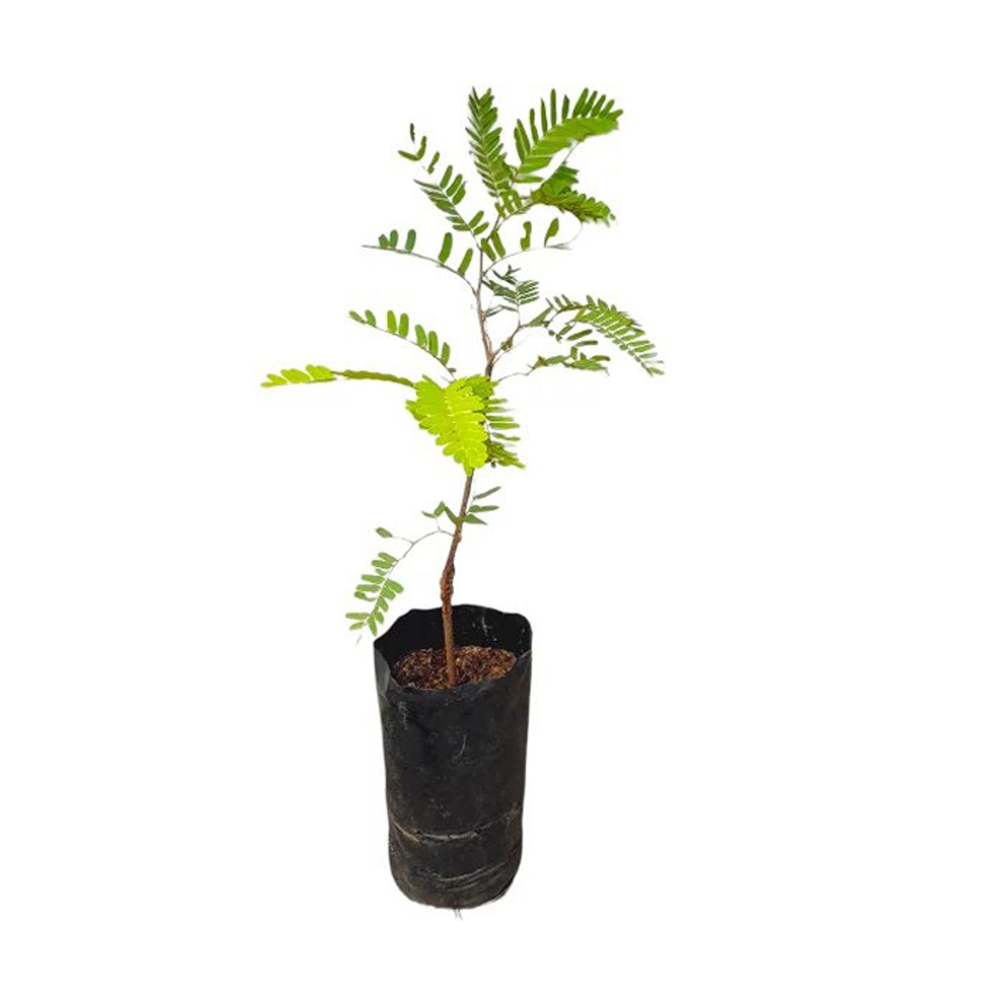Lakpura Tamarind Grafted Plant