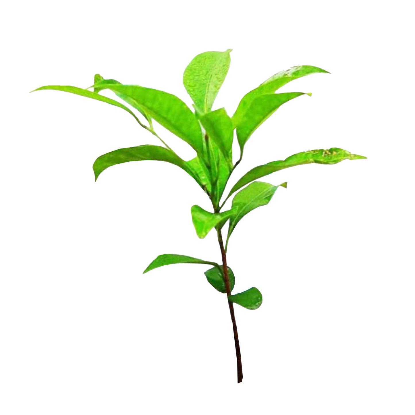 Lakpura® Munamal (Spanish cherry) Plant