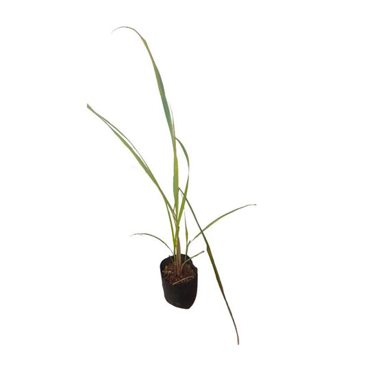 Lakpura Lemon Grass Plant