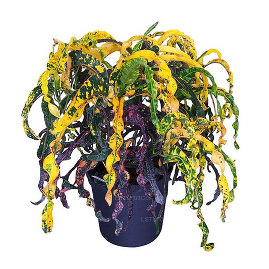 Lakpura® Dreadlocks Croton