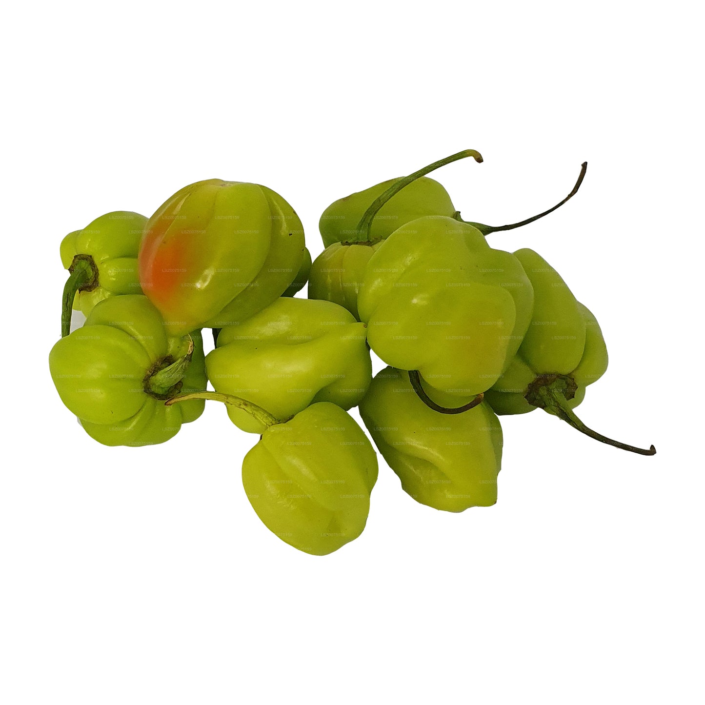 Lakpura® Scotch Bonnet (Nai Miris)