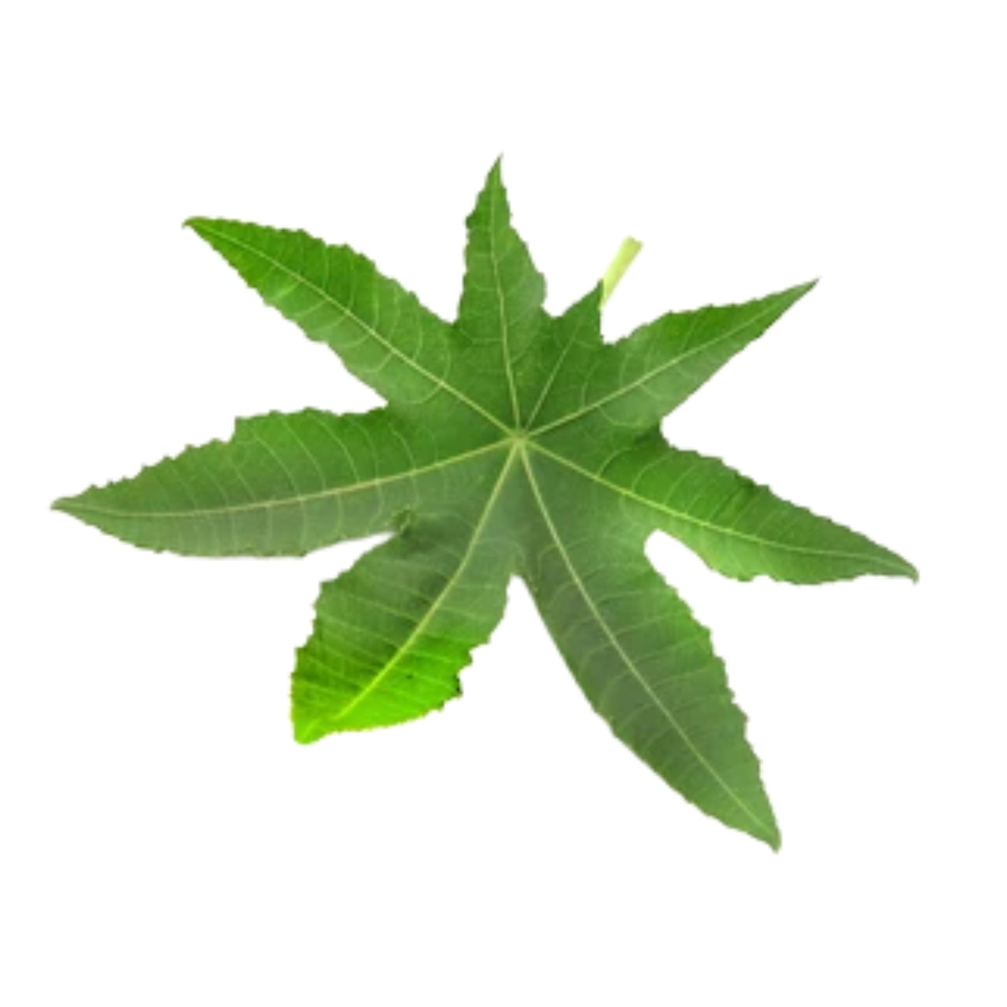 Lakpura® Dehydrated  Beheth Edaru kola ( Castor bean Leaves / Ricinus communis )