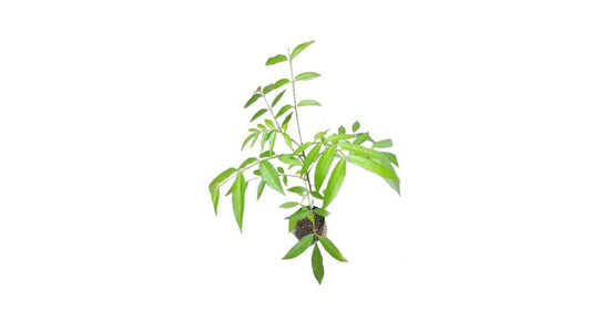 Lakpura Ambaralla Plant