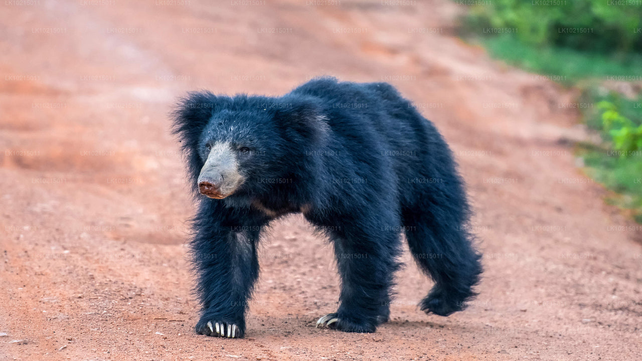 Wild Wonders and Sacred Spaces Tour from Galle (2 Days)