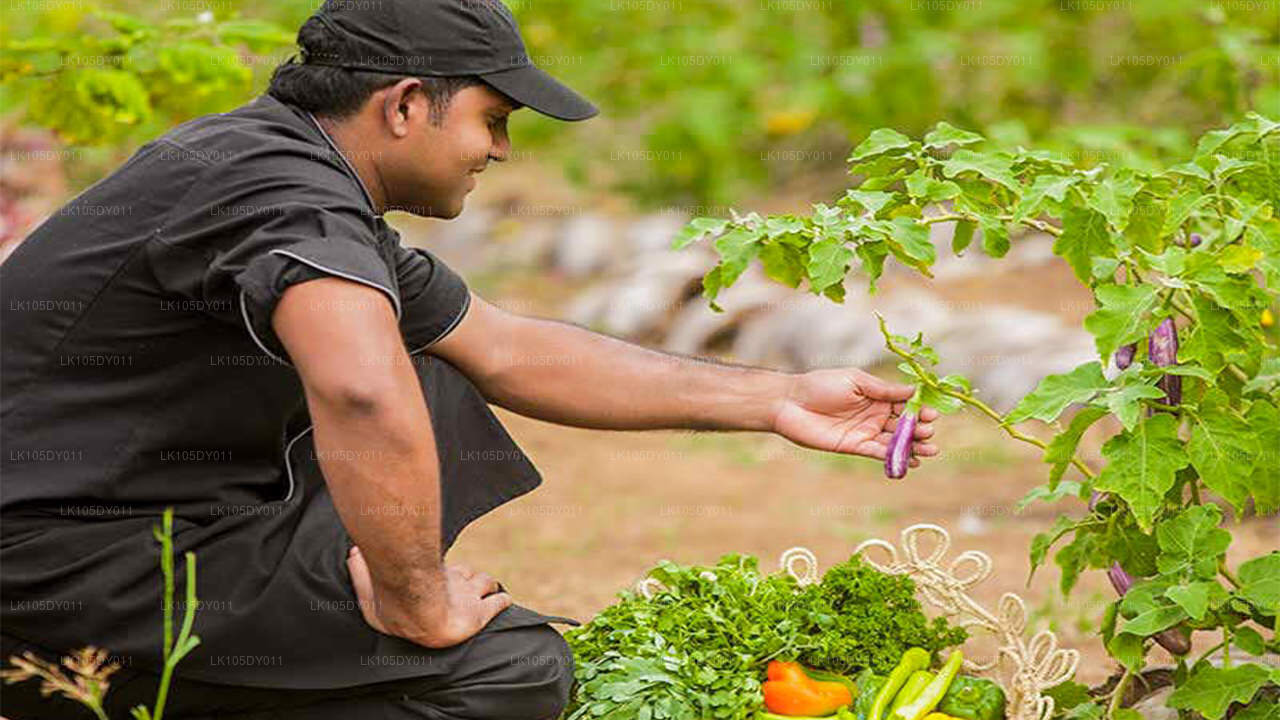 Agro Tour of Sri Lanka (6 Days)