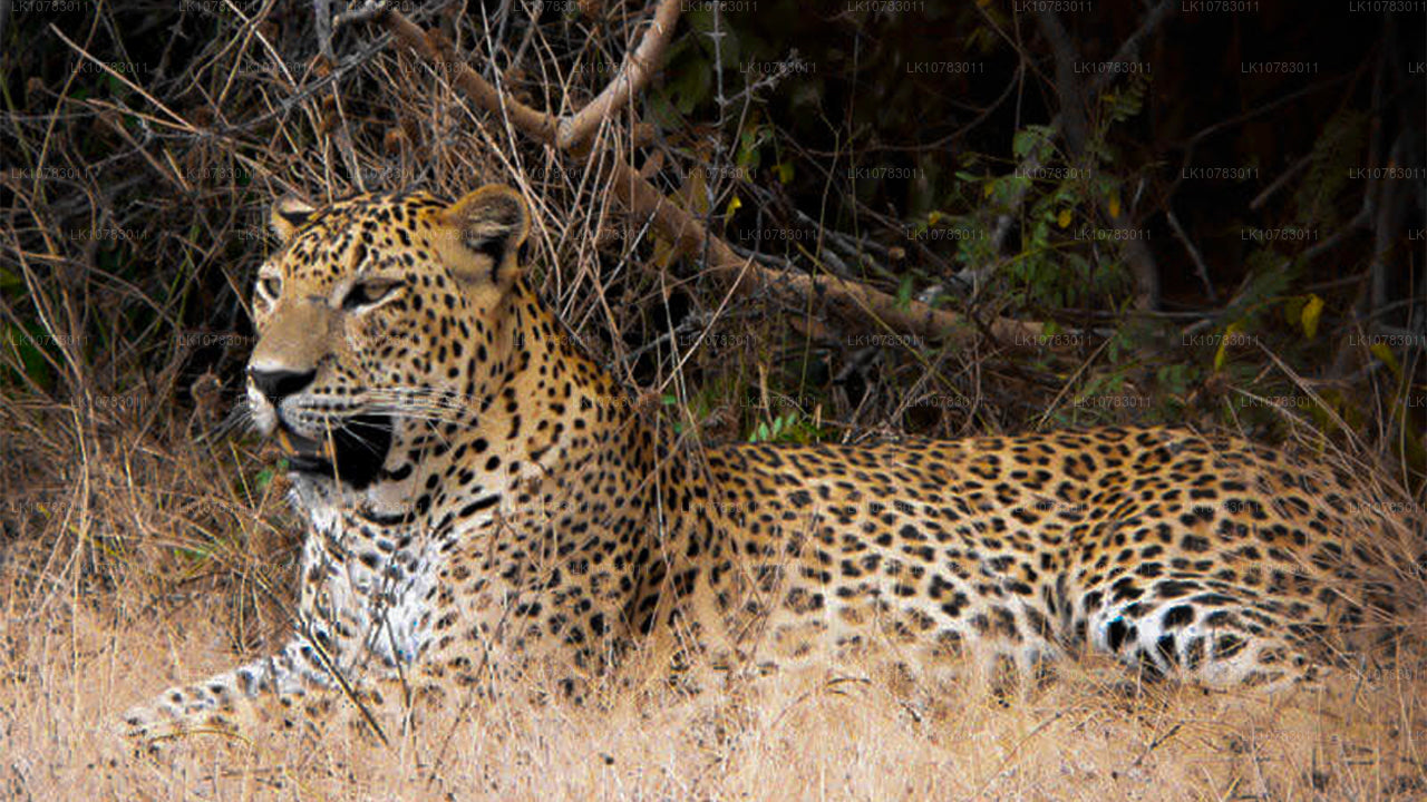 The Big 5 in Southern Coast Season (7 Days)