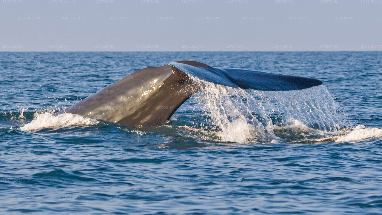 Whale Watching from Bentota on Shared Boat