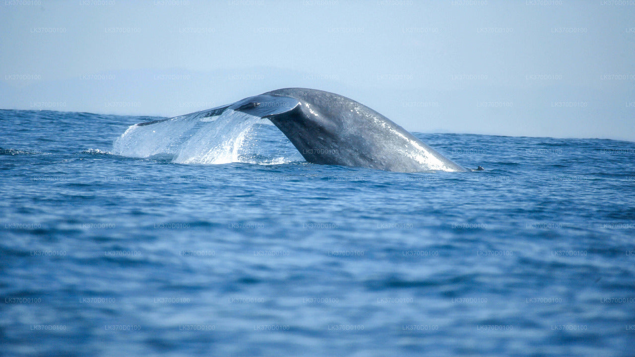 Whale Watching from Bentota on Shared Boat