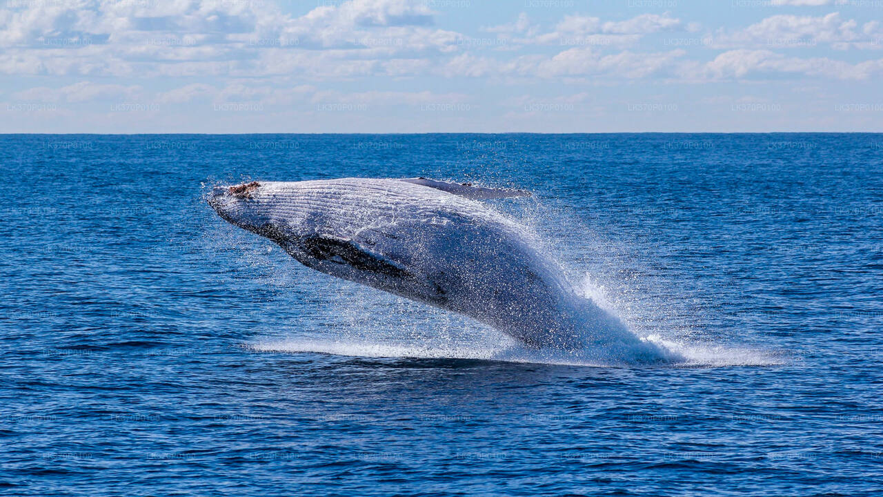 Whale Watching from Hiriketiya on Shared Boat