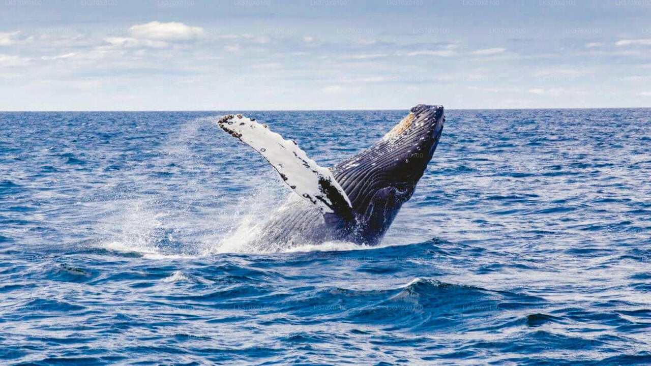 Whale Watching from Hikkaduwa on Shared Boat