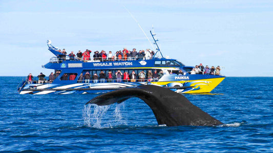 Whale Watching from Tangalle on Shared Boat