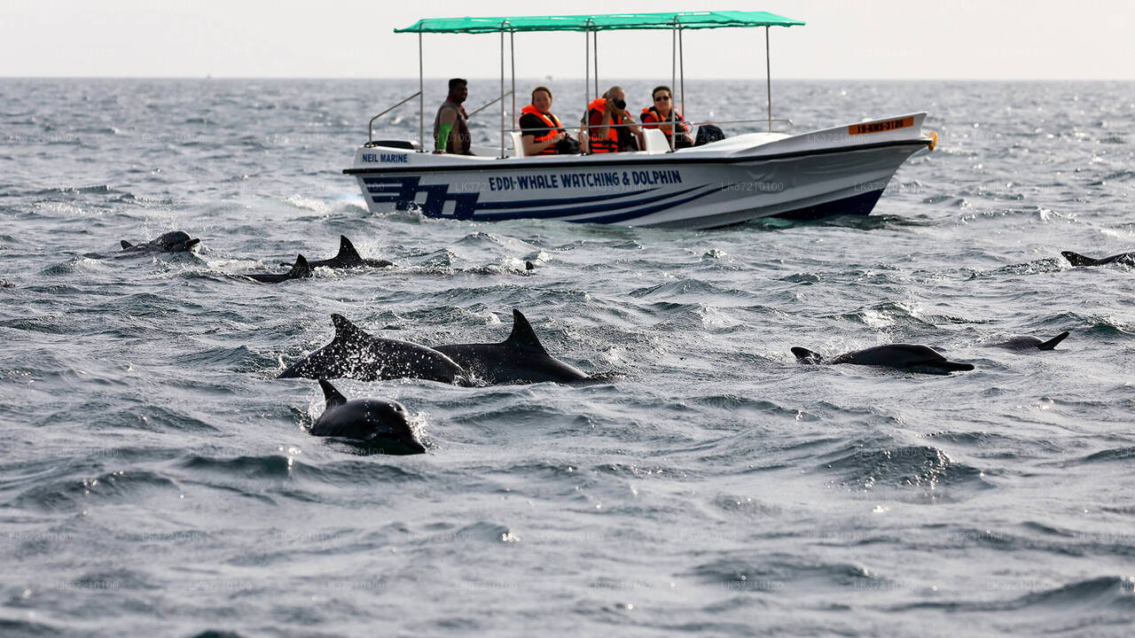 Whale Watching from Tangalle on Shared Boat
