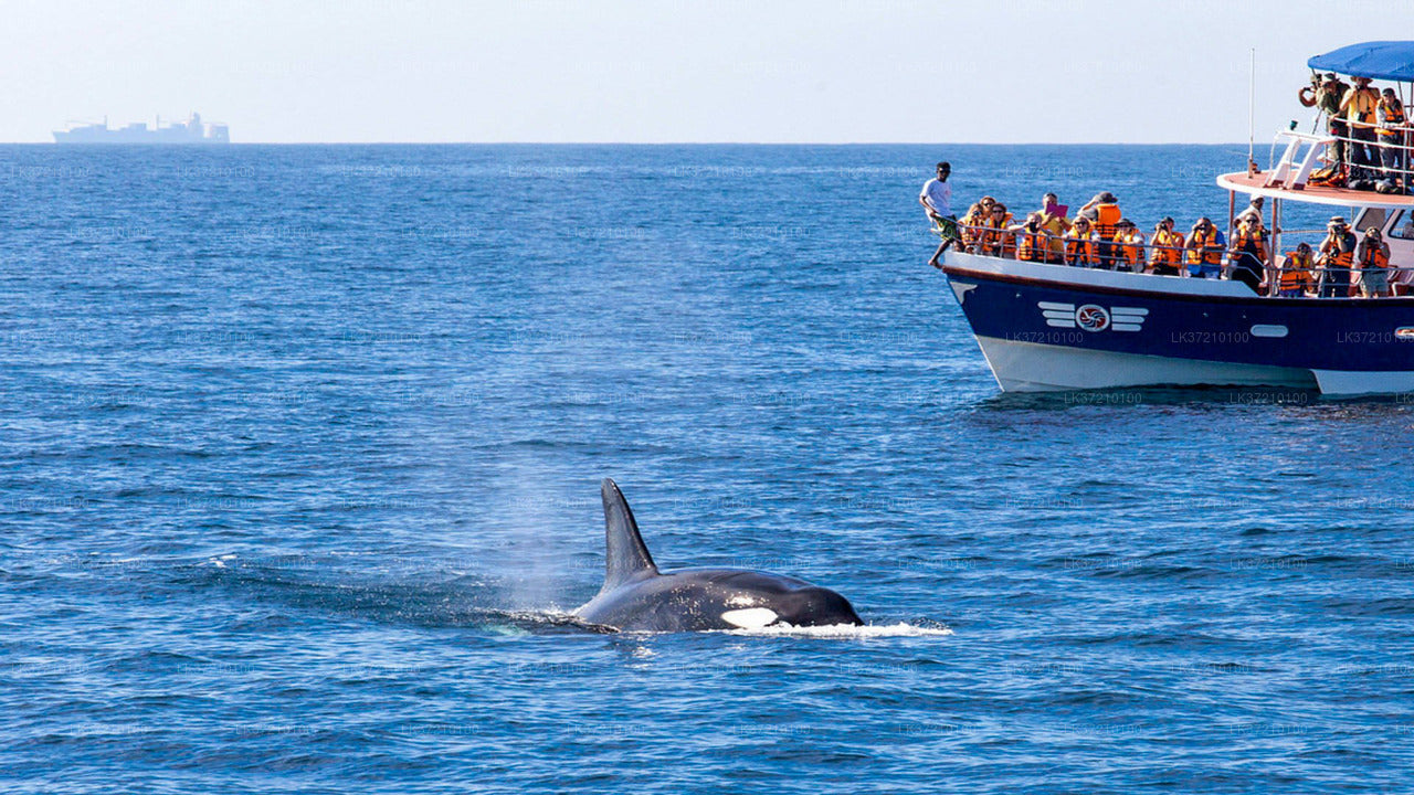 Whale Watching from Tangalle on Shared Boat