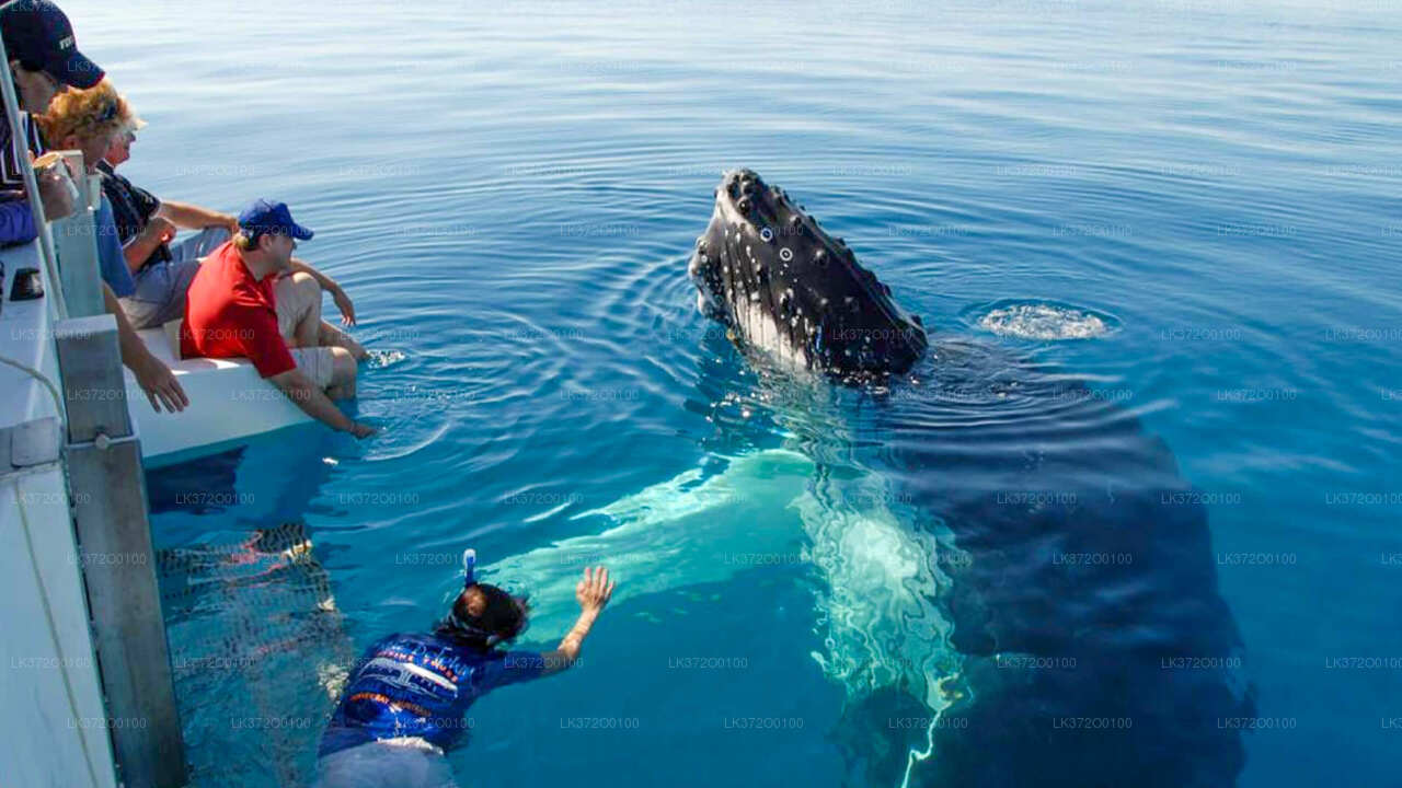 Whale Watching from Mirissa on Shared Boat