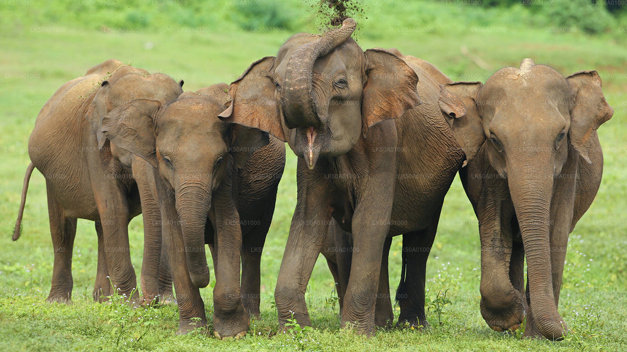 Udawalawe National Park Private Safari
