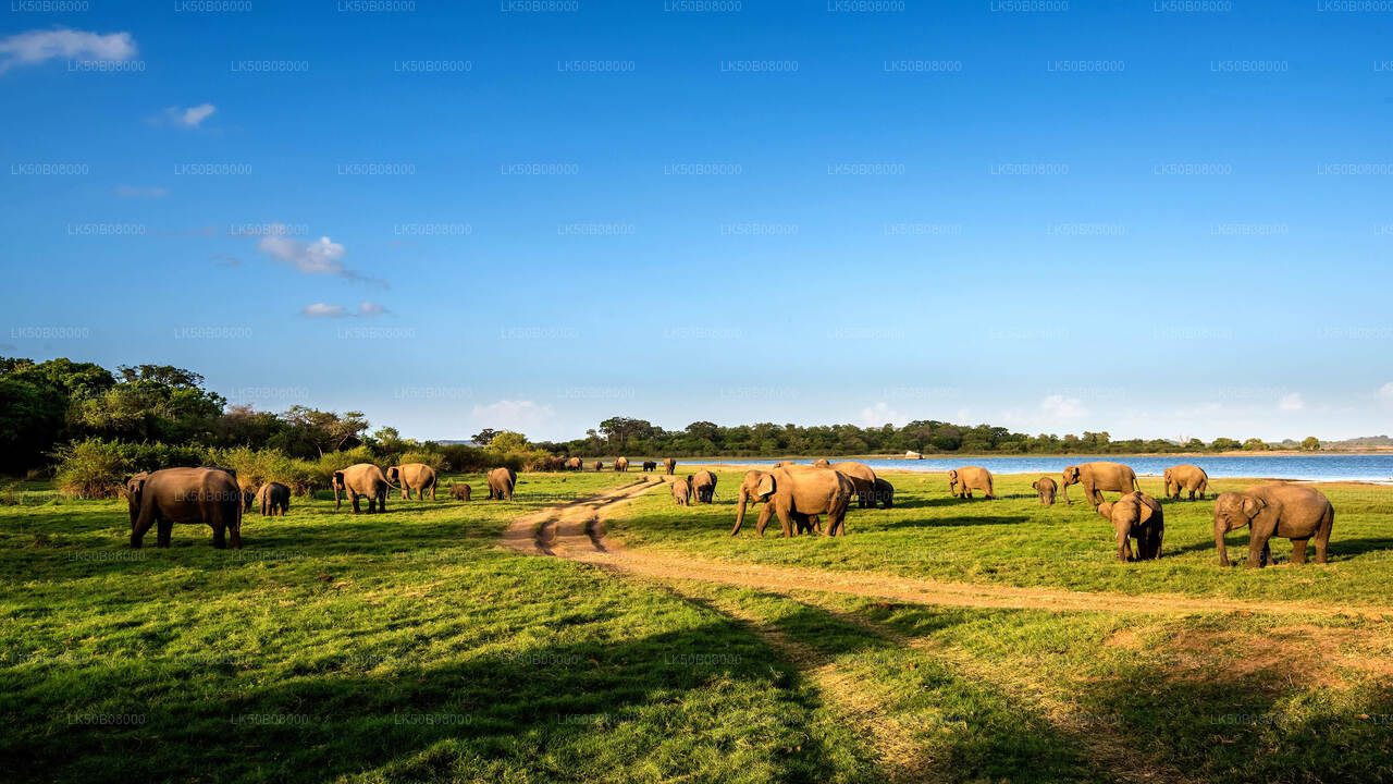 The Great Elephant Gathering Private Safari from Minneriya