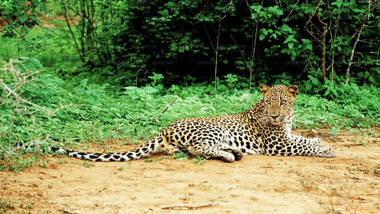 A leopard resting on the ground with greenery and trees in the background.