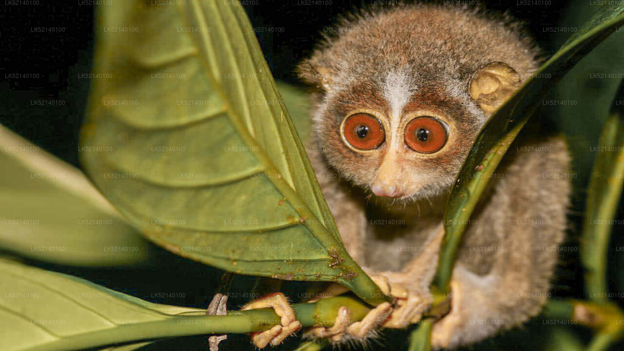 Loris Watching from Yala