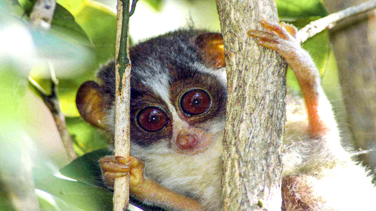 Loris Watching from Sinharaja Rainforest