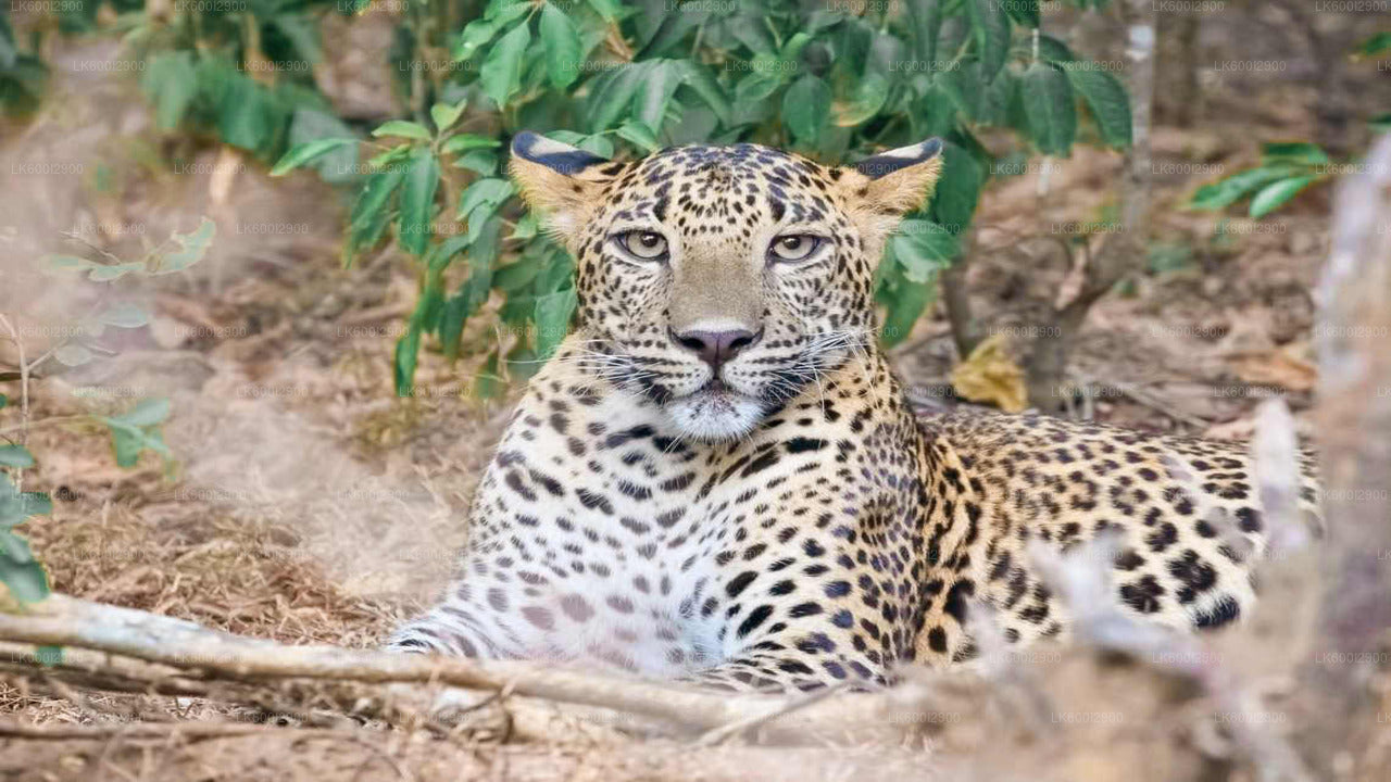 Wasgamuwa National Park Safari from Dambulla