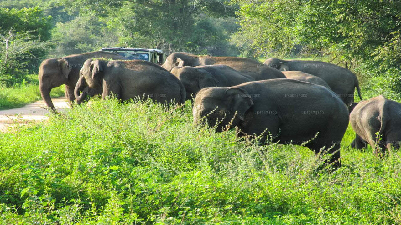 Wasgamuwa National Park Safari from Kandy