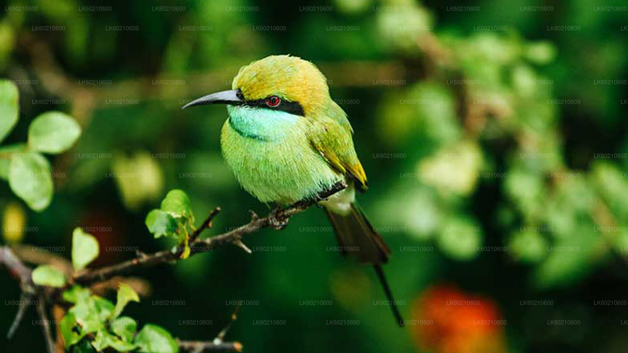 Bundala National Park Safari from Tangalle
