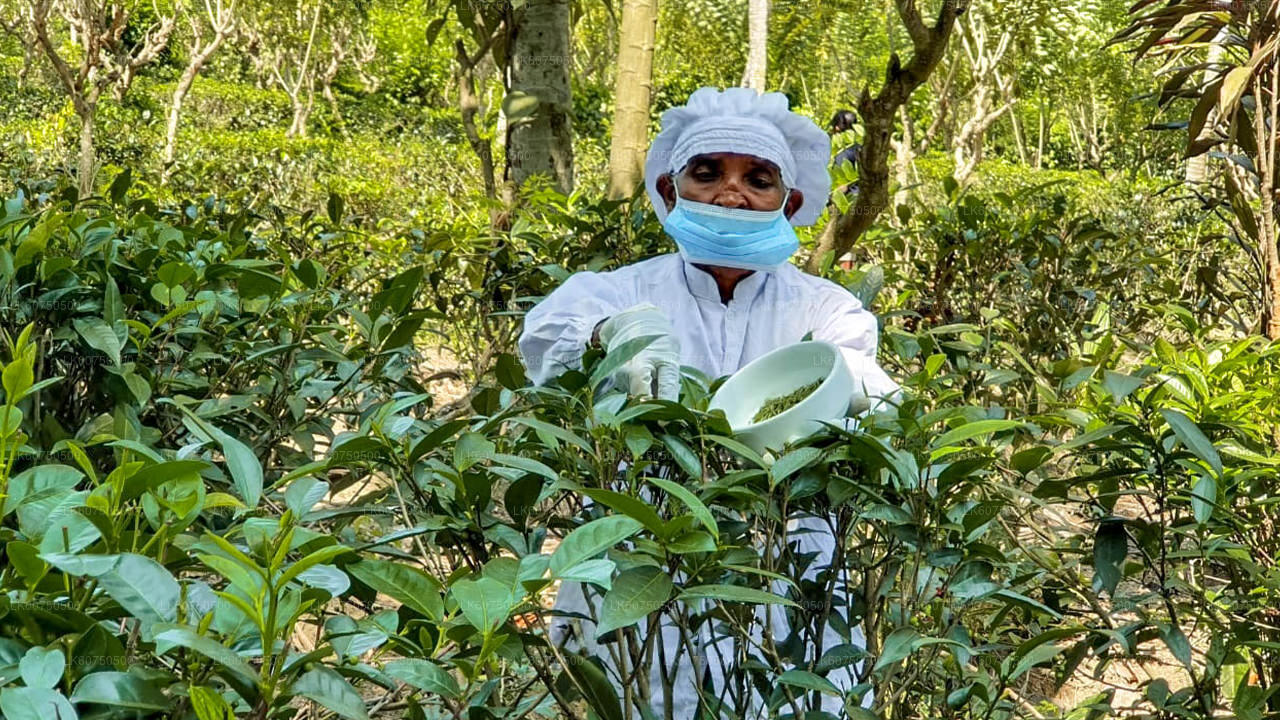 Southern Coast Highlights from Mattala