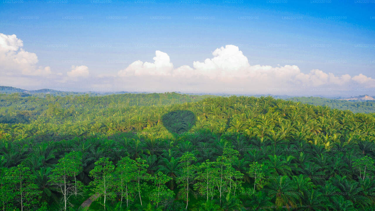 Hot Air Ballooning from Habarana