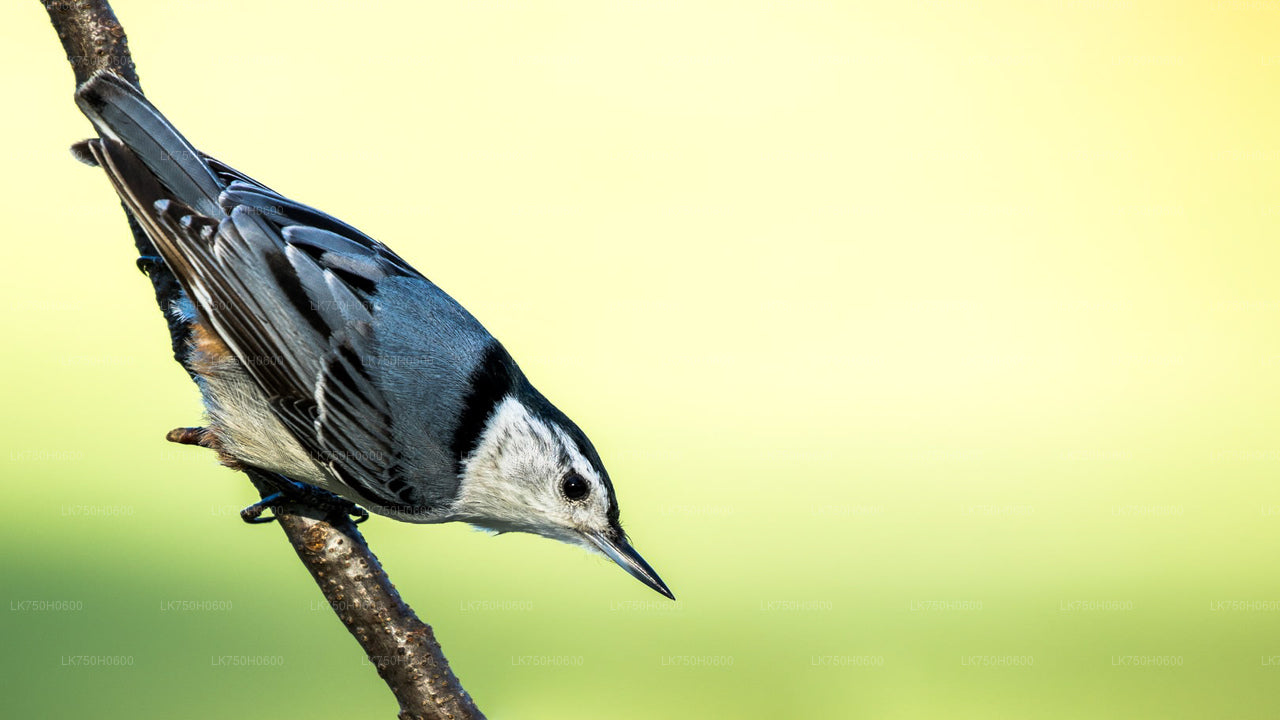 Birdwatching at Diyasaru Uyana from Colombo