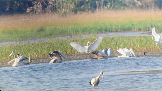 Birdwatching from Jaffna Lagoon